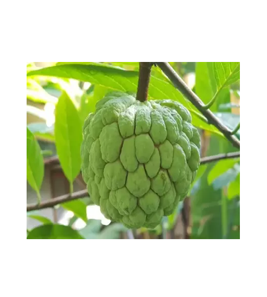 product_small_img2